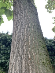 Paulownia tomentosa