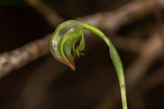 Pterostylis hispidula