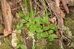 Pterostylis hispidula