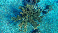 Acroporidae
