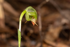 Pterostylis hispidula