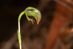Pterostylis hispidula