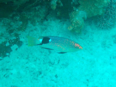 Bodianus loxozonus