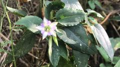 Tripterospermum nienkui