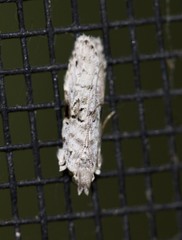 Hypatima simulacrella