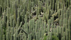 Trichocereus spachianus