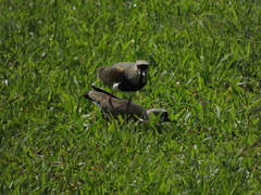 Vanellus chilensis