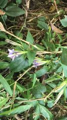 Tripterospermum nienkui