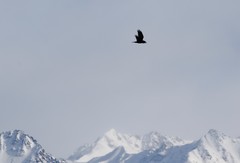 Corvus corax kamtschaticus