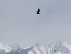 Corvus corax kamtschaticus