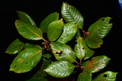 Quercus auricoma