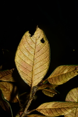 Quercus auricoma