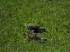 Vanellus chilensis