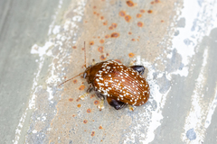 Asiophrida scaphoides