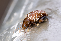 Asiophrida scaphoides