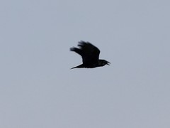 Corvus corax kamtschaticus