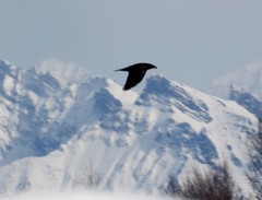 Corvus corax kamtschaticus