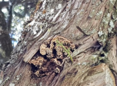 Lenzitopsis oxycedri