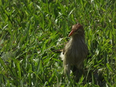 Guira guira