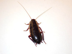 Drymaplaneta communis