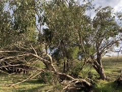 Eucalyptus ovata