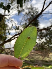 Eucalyptus ovata