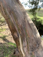 Eucalyptus ovata