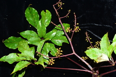 Schefflera