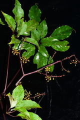 Schefflera