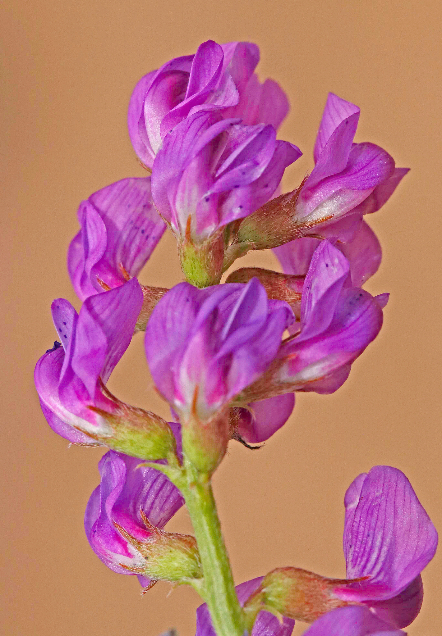 Astragalus allochrous