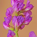 Hassayampa Milkvetch - Photo (c) Jerry Oldenettel, some rights reserved (CC BY-NC-SA)