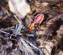 Spilostethus pacificus