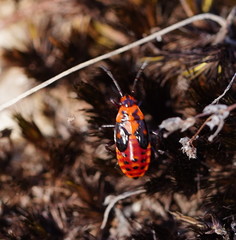 Spilostethus pacificus
