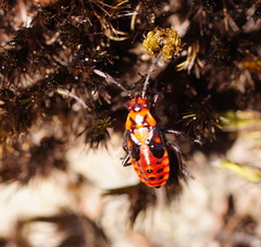 Spilostethus pacificus