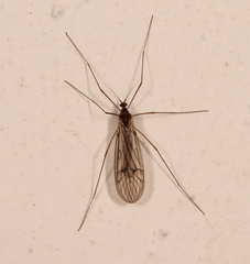 Trichocera regelationis