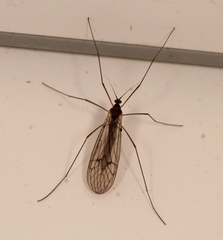 Trichocera regelationis