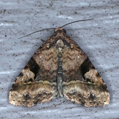 Pyripnoa auricularia