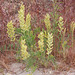 Astragalus flavus - Photo (c) Andrey Zharkikh,  זכויות יוצרים חלקיות (CC BY)