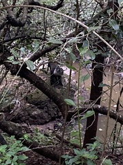 Cercopithecus mitis kolbi