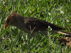 Guira guira