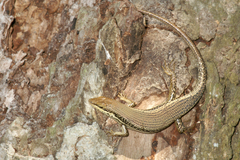 Trachylepis depressa