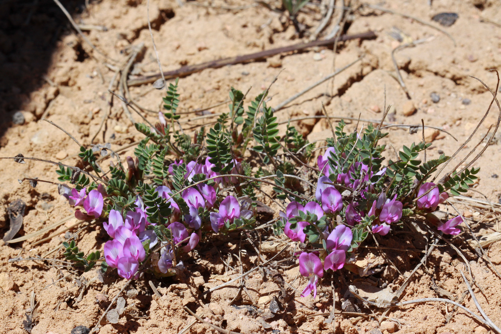 Astragalus megacarpus