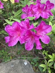 Rhododendron pulchrum phoeniceum