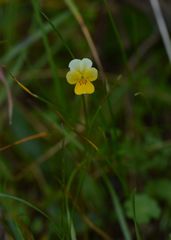 Viola roccabrunensis