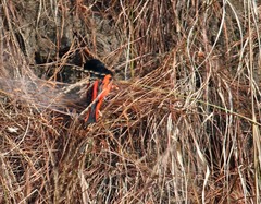 Pericrocotus ethologus