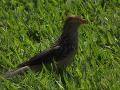 Guira guira