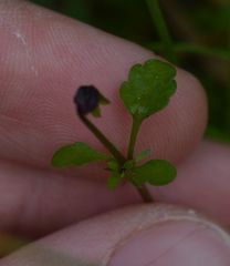 Viola roccabrunensis