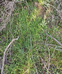 Viola roccabrunensis