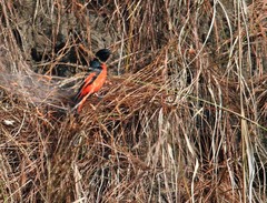 Pericrocotus ethologus