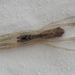 Episinus algiricus - Photo (c) Simon Oliver, some rights reserved (CC BY-NC), uploaded by Simon Oliver